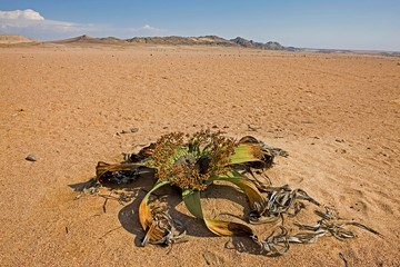 Welwitschia, welwitschia mirabilis, Living Fossil, Namib Desert in Namibia