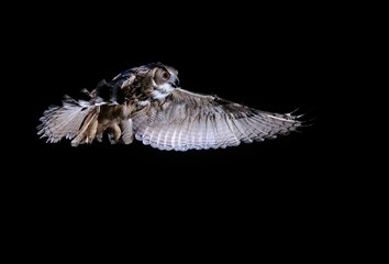 European Eagle Owl, bubo bubo, Adult in Flight against Black Background