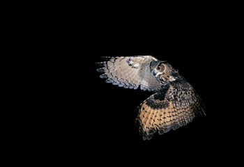 European Eagle Owl, bubo bubo, Adult in Flight against Black Background