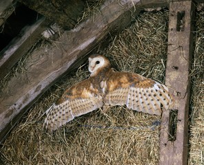 Barn Owl, tyto alba, Adult with Open Wings, Attic in Normandy