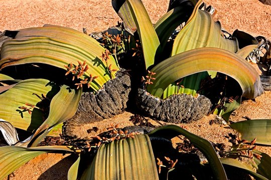 Welwitschia, welwitschia mirabilis, Living Fossil, Namib Desert in Namibia