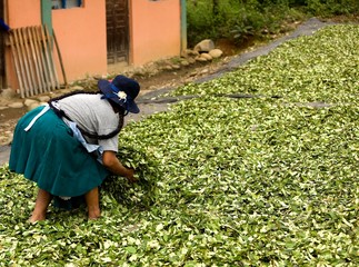 Coca, erythroxylum coca, Leafs producing Cocaine, Woman mooving Drying Leaves at Pilcopata Village inb Peru