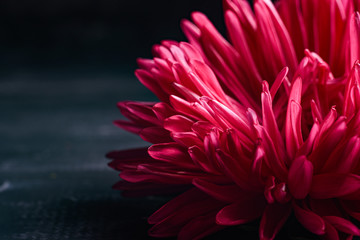 single pink aster isolated on black background