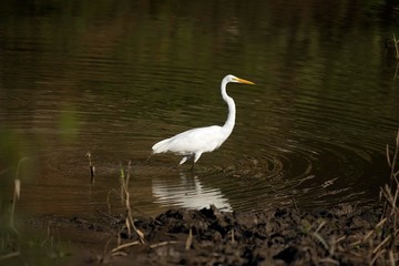 Great White Egret, casmerodius albus, Adult standing in Water, Manu Reserve in Peru