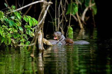 Giant Otter, pteronura brasiliensis, Mother with Pup in The Madre De Dios River, Manu Reserve in Peru