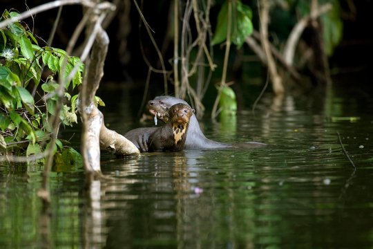Giant Otter, pteronura brasiliensis, Mother with Pup in The Madre De Dios River, Manu Reserve in Peru