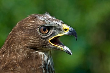 Common Buzzard, buteo buteo, Portrait of Adult calling