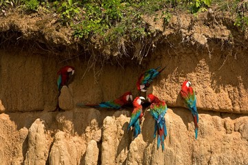Red-and-Green Macaw, ara chloroptera, Group eating Clay, Cliff at Manu Reserve in Peru © slowmotiongli