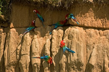 Red-and-Green Macaw, ara chloroptera, Group eating Clay, Cliff at Manu Reserve in Peru © slowmotiongli