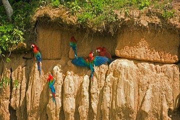 Red-and-Green Macaw, ara chloroptera, Group eating Clay, Cliff at Manu Reserve in Peru © slowmotiongli