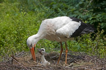 White Stork, ciconia ciconia, Adult with Chick at Nest, Normandy