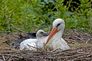 White Stork, ciconia ciconia, Adult with Chick at Nest, Normandy