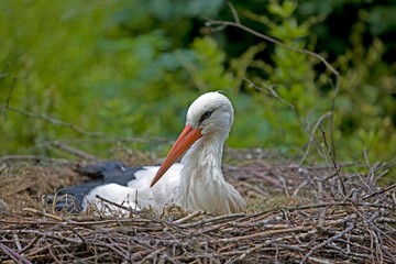 White Stork, ciconia ciconia, Adult at Nest, Normandy