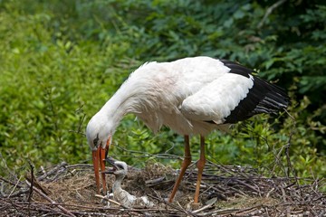White Stork, ciconia ciconia, Adult with Chick at Nest, Normandy