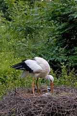 White Stork, ciconia ciconia, Adult with Chick at Nest, Normandy