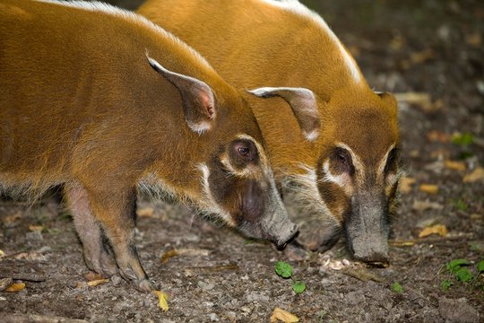 Red River Hog or Bush Pig, potamochoerus porcus, Adults