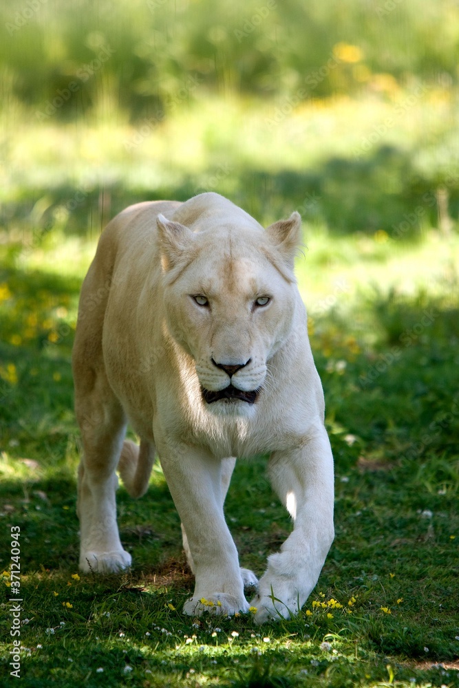 Wall mural white lion, panthera leo krugensis, female