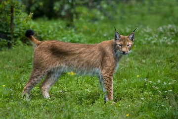 Siberian Lynx, lynx lynx wrangeli, Adult standing on Grass