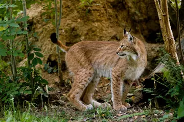 Fotobehang Lynx Siberian Lynx, lynx lynx wrangeli  © slowmotiongli