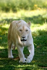 White Lion, panthera leo krugensis, Female