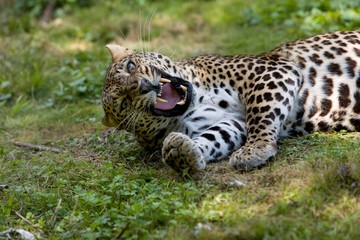 Amur Leopard, panthera pardus orientalis, Adult snarling with Open Mouth