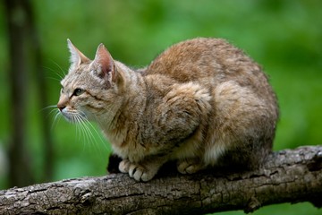 Fototapeta na wymiar European Wildcat, felis silvestris, Adult standing on Branch