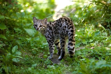 Fototapeta na wymiar Tiger Cat or Oncilla, leopardus tigrinus, Adult standing in Long Grass