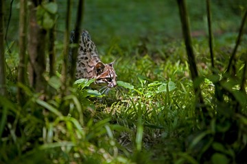 Tiger Cat or Oncilla, leopardus tigrinus, Adult standing in Long Grass