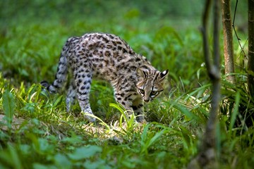 Tiger Cat or Oncilla, leopardus tigrinus, Adult standing in Long Grass