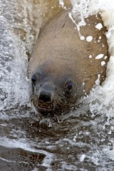 South African Fur Seal, arctocephalus pusillus, Female playing in Waves, Cape Cross in Namibia