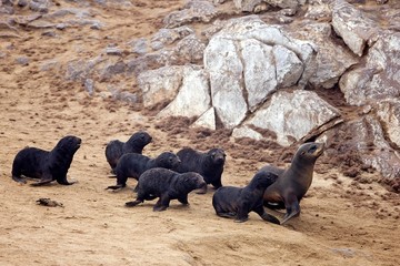 Fototapeta premium South African Fur Seal, arctocephalus pusillus, Female looking after Pups, Cape Cross in Namibia