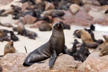 South African Fur Seal, arctocephalus pusillus, Female standing on Rock, Cape Cross in Namibia