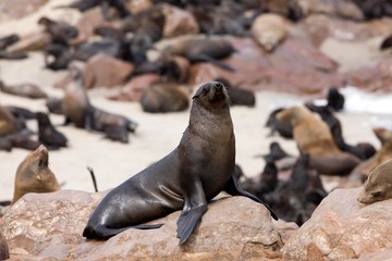 Fototapeta premium South African Fur Seal, arctocephalus pusillus, Female standing on Rock, Cape Cross in Namibia