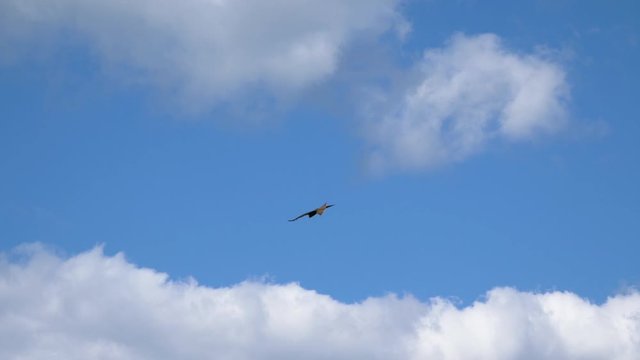 Hawk kite close up flying in blue sky at summer sunny day. Large brown wild bird hunting circling in the field. High quality 4k footage.