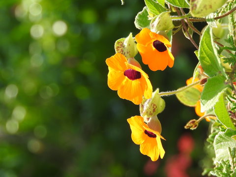 Ba&ntilde;o de flor
