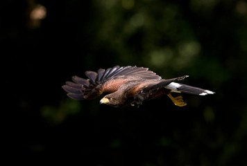Harris Hawk, parabuteo unicinctus, Adult in Flight