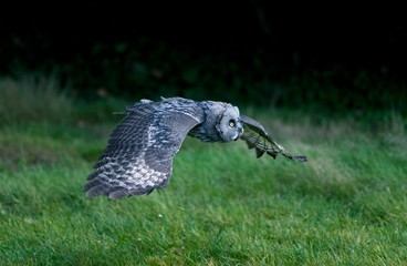 Great Grey Owl, strix nebulosa, Adult in Flight