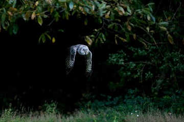 Great Grey Owl, strix nebulosa, Adult in Flight