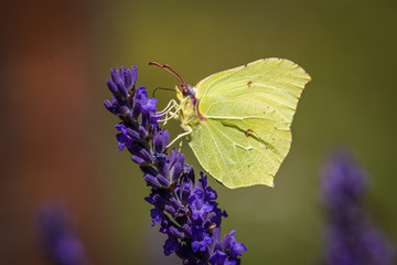 A Common brimstone butterfly