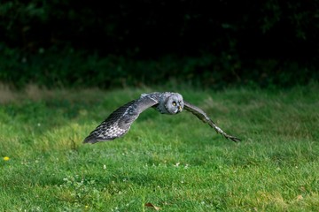Great Grey Owl, strix nebulosa, Adult in Flight