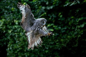 Great Grey Owl, strix nebulosa, Adult in Flight