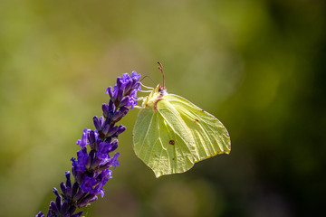 A Common brimstone butterfly