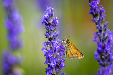 Small skipper