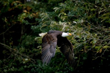 Bald Eagle, haliaeetus leucocephalus, Adult in Flight