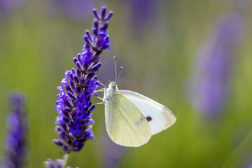 Small cabbage white