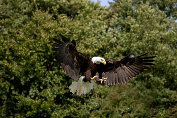 Bald Eagle, haliaeetus leucocephalus, Adult in Flight