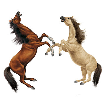 cheval, combat de cheval beige, animal, isolé, la force, muscle, bagarre, étalon, noir, galop, mammifère, arabe, courir, amoureux des chevaux, poney, chevalin, ferme, jument, course, brun, poulain, sa