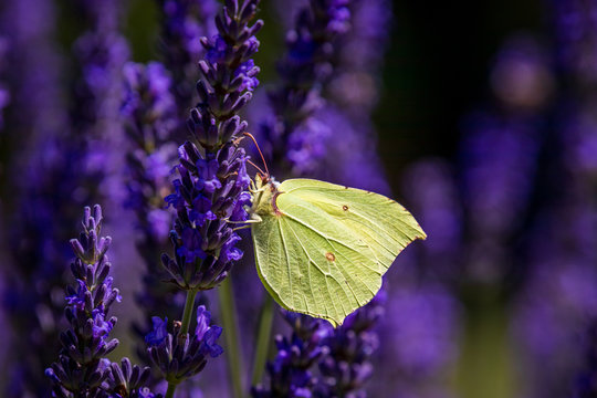 A Common brimstone butterfly