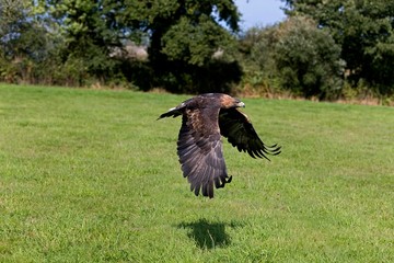 Golden Eagle, aquila chrysaetos, Adult in Flight