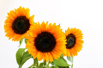 Pretty sunflower bouquet with green leaves and stems on the white background closeup. Nice greeting card design.